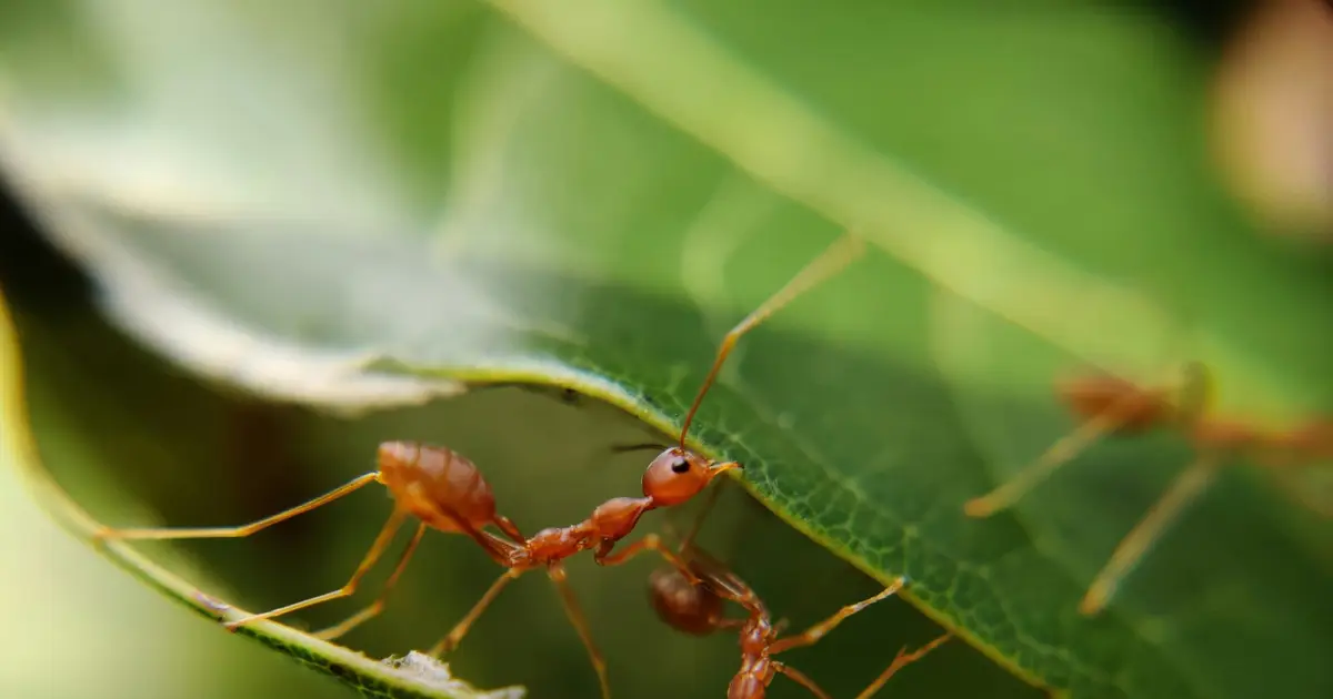 Insects are essential to vertebrate life—as food, shelter and medicine
