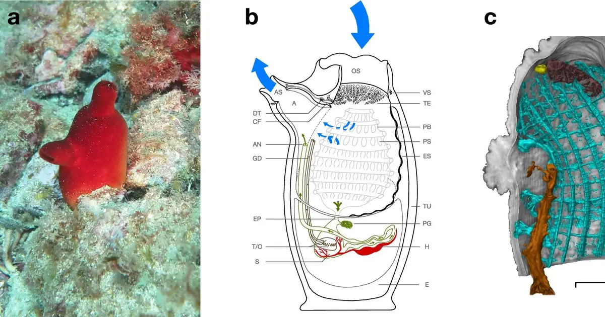 Sea squirt reveals glowing spines and unexpected nervous system anatomy