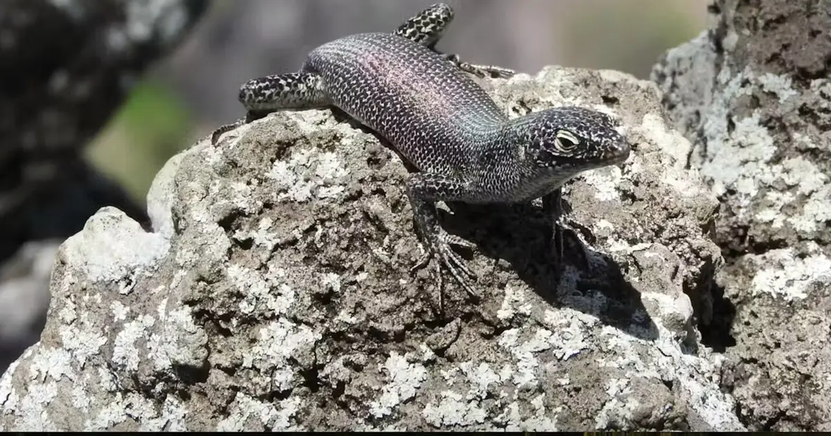 Island life changed how Brazil's Noronha skink reproduces, but the lizard's strategy might be failing