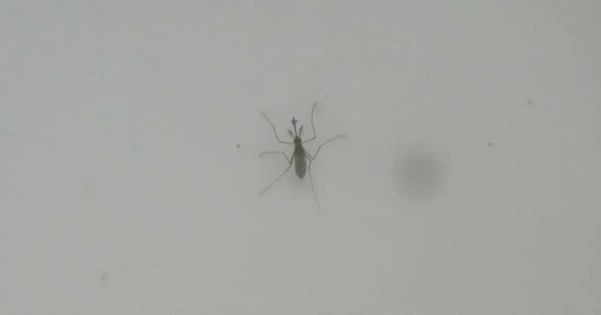 Italy sees mosquitos spread the West Nile virus farther and longer as Europe warms