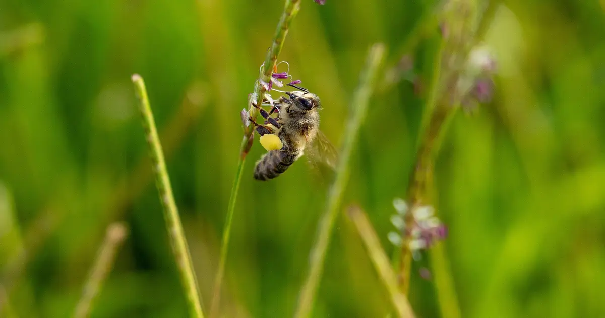 It's not just flowers that help the pollinators. Grass can too.