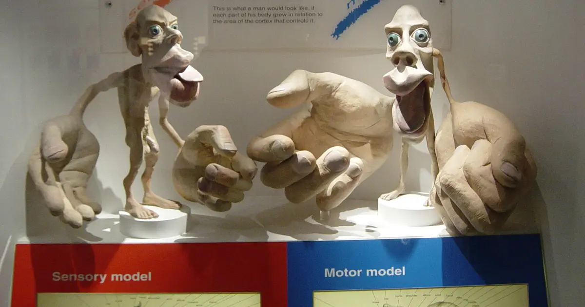 Update to 89-year-old motor homunculus model shows brain's motor cortex isn't as neatly organized as previously thought