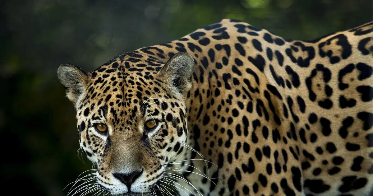 Largest-ever jaguar analysis identifies how populations are connected across the Americas