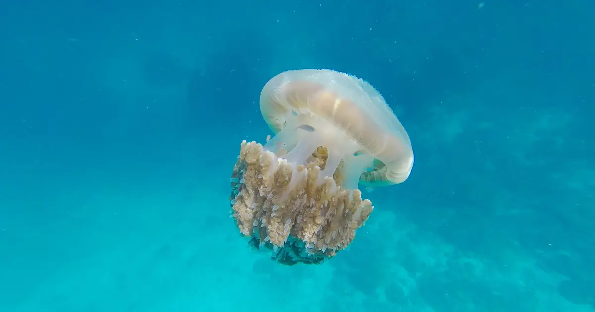 Researchers develop a new anti-jellyfish floating buoy