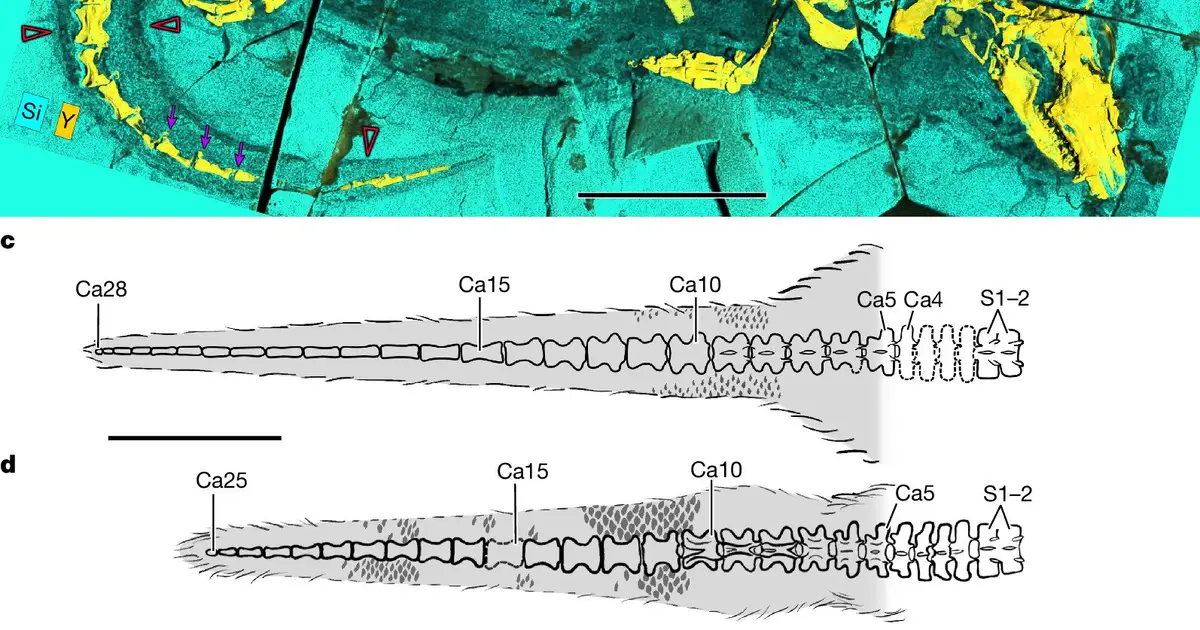 Jurassic fossil reveals ancient origins of how mammals drink milk