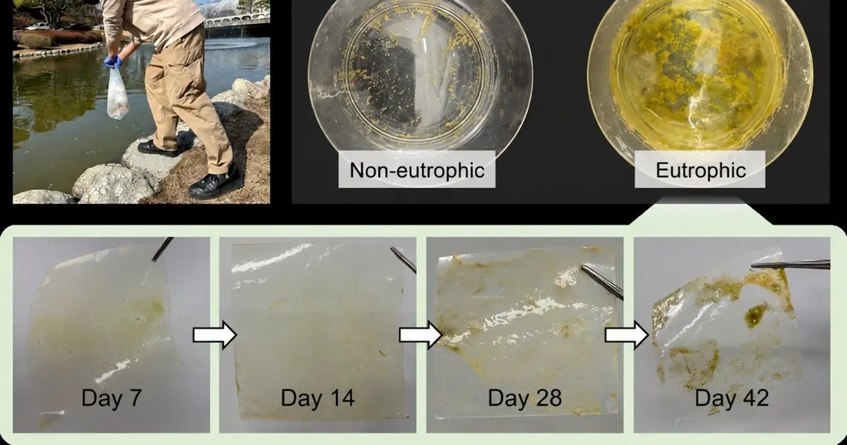 Algal blooms accelerate plastic weathering, potentially fueling microplastic formation