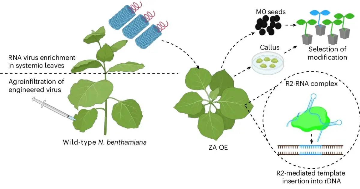 Genome tool places large genetic sequences precisely in rice and tobacco without DNA breaks