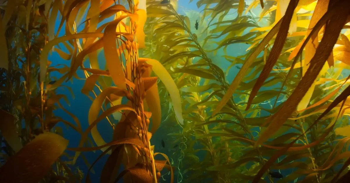 Bringing back the world's underwater forests starts with communities