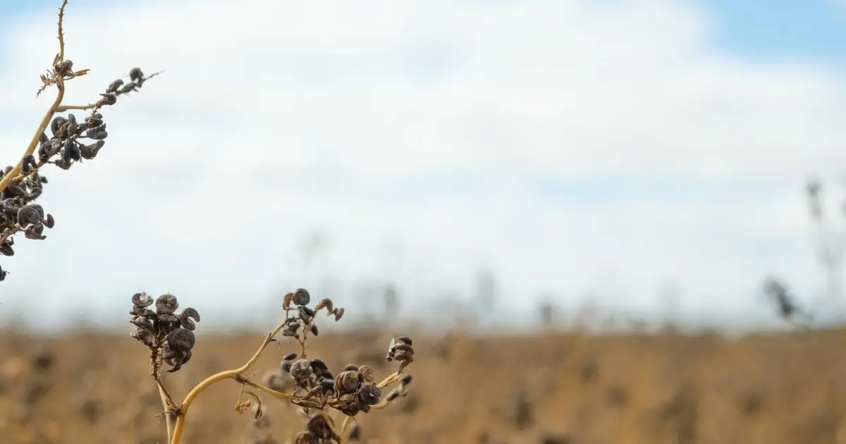 Know your pest pressure: Monitoring is the foundation for managing lucerne seed wasp