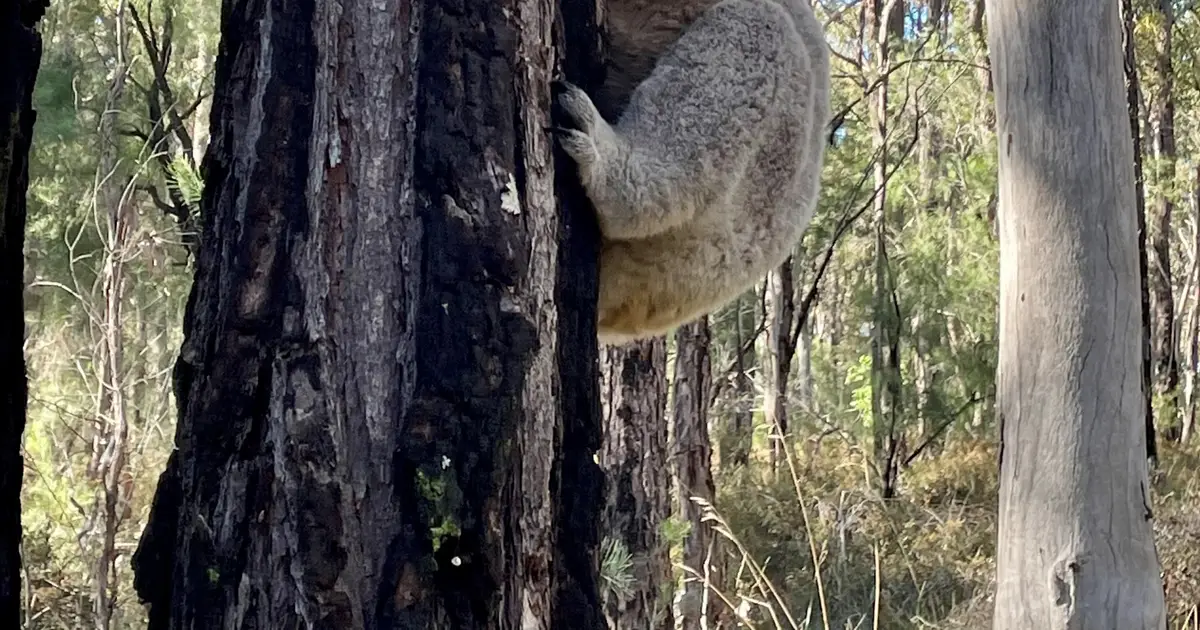 Koala population crash came before humans, genomic study reveals