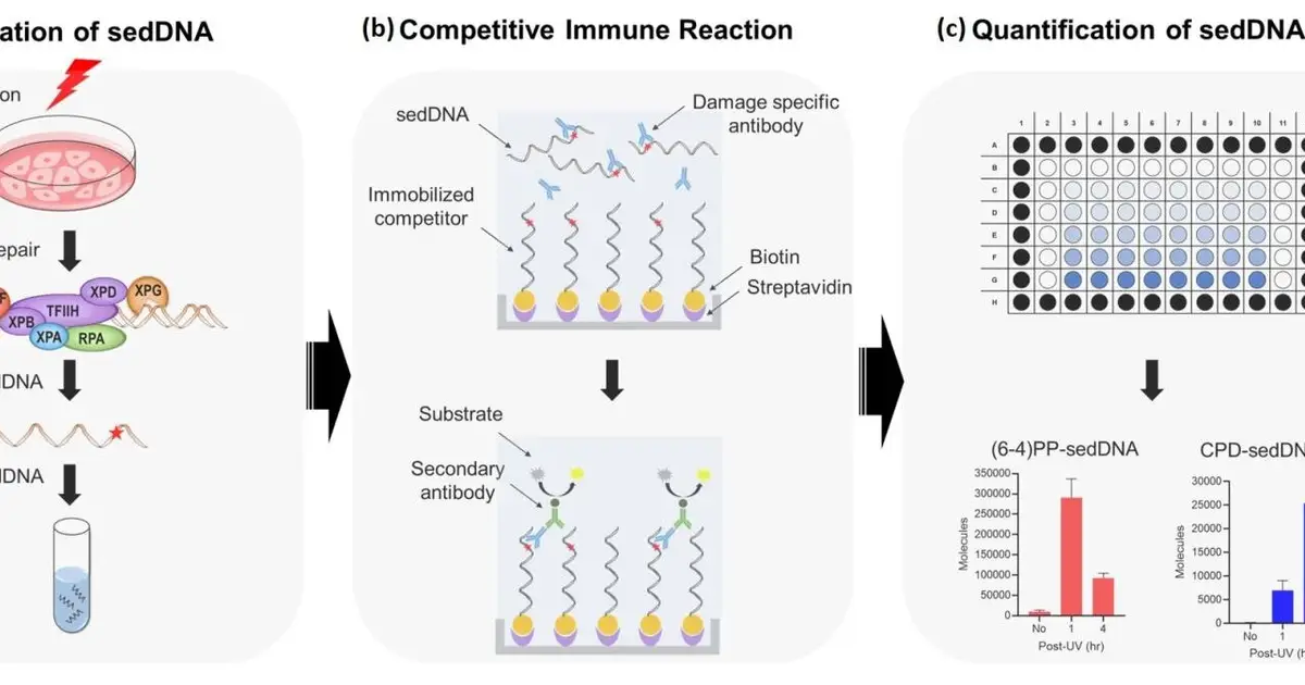 Ultra-precise technology can count damaged DNA fragments