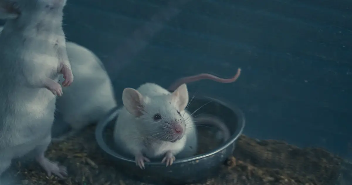 Efficient method for preparing pseudopregnant mice promotes laboratory animal welfare