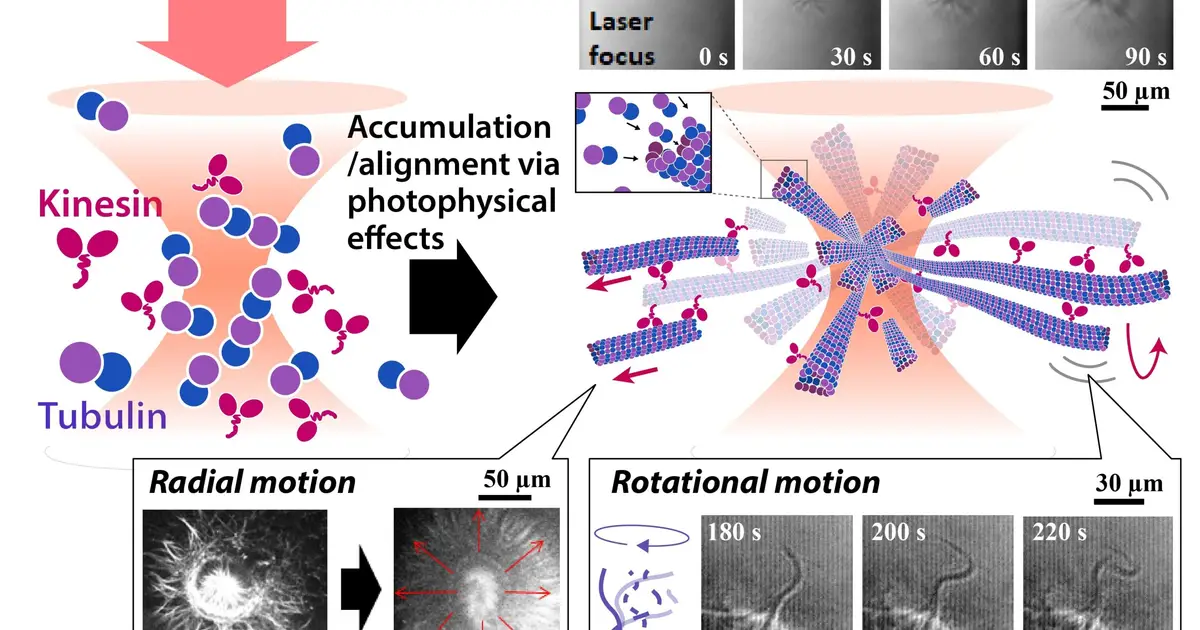Laser beam builds cell-like protein networks without chemical modification
