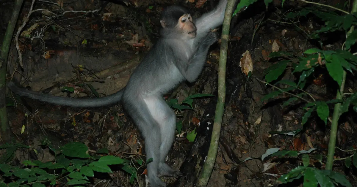 Last common ancestor of humans and chimpanzees could have been a vertical climber, no matter its feet