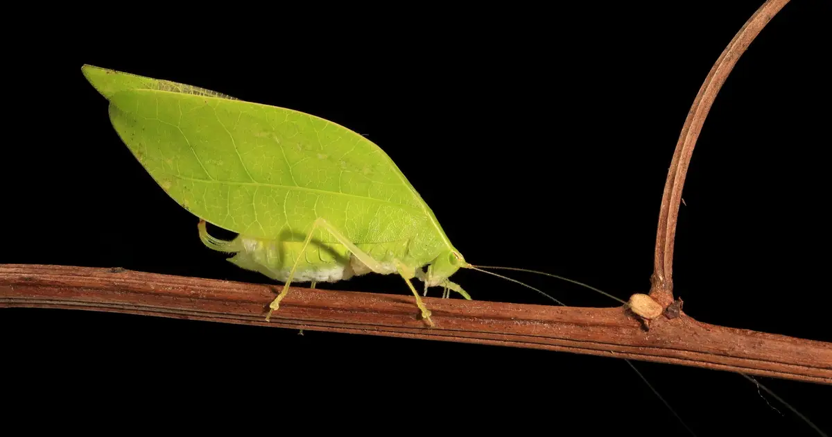 Leafy camouflage reshapes katydid love songs, making males more attractive to females