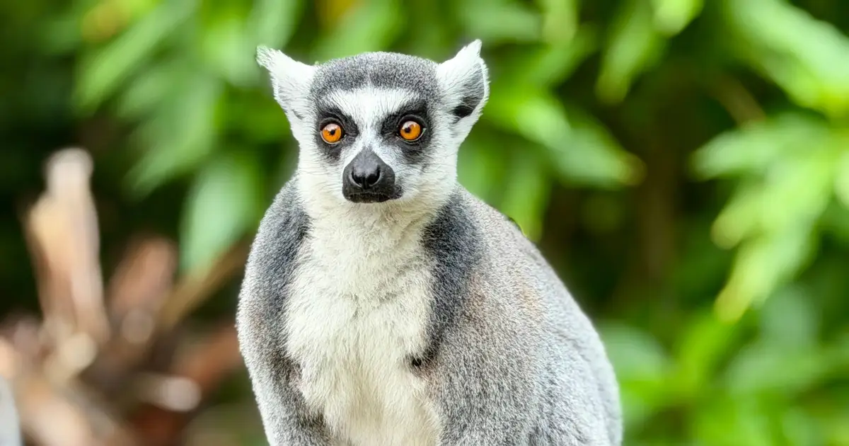 Lemurs fall prey to human herpes virus