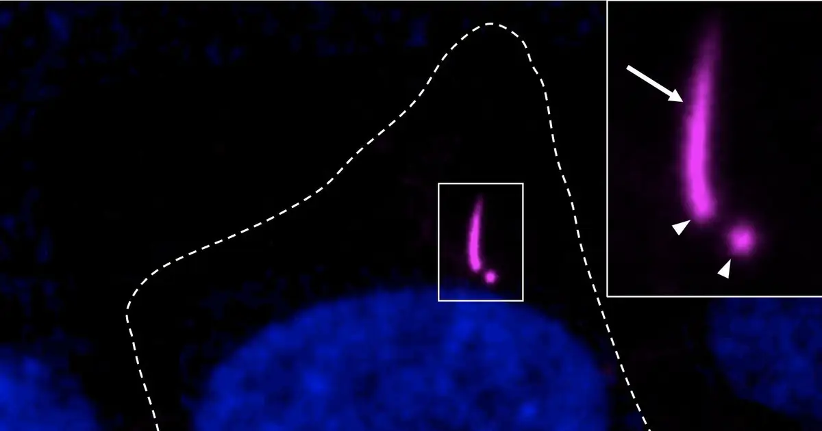 Fluorescent probe lights up centrioles and cilia in living cells across species