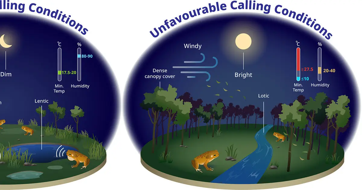 Listening in on toads reveals expansion secrets