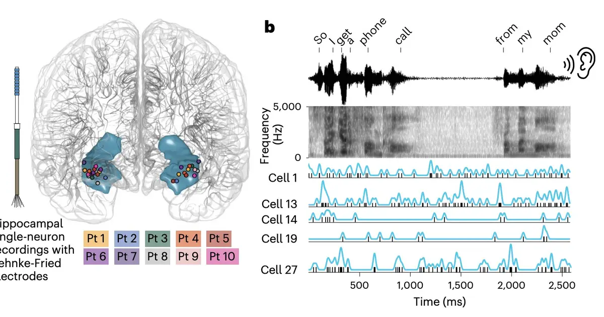 LLM-inspired study sheds light on how brain cells encode the meaning of words