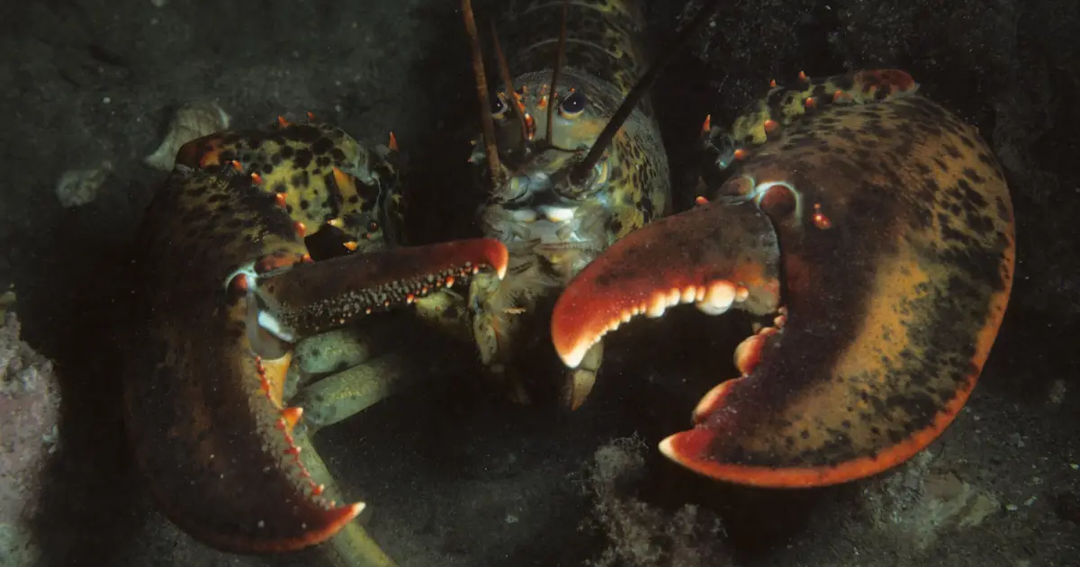 Baby lobster decline foreshadows major midcoast population losses, study shows