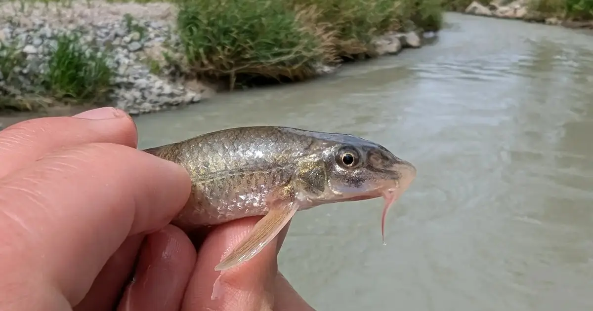 Long-lost fish species rediscovered in another section of the Inn River