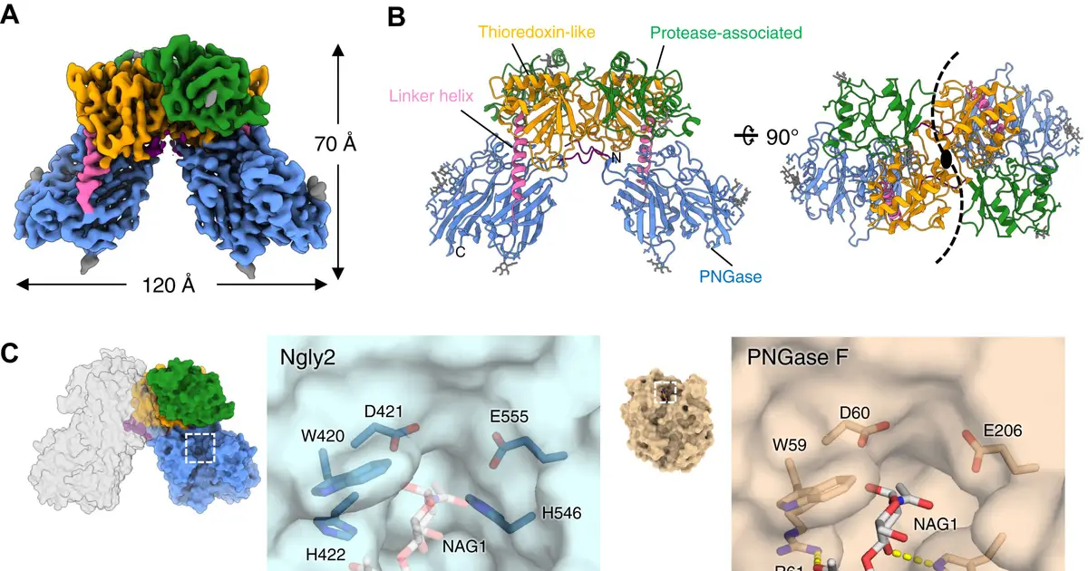 Long-overlooked gene for deglycosylating enzyme in fish embryo identified