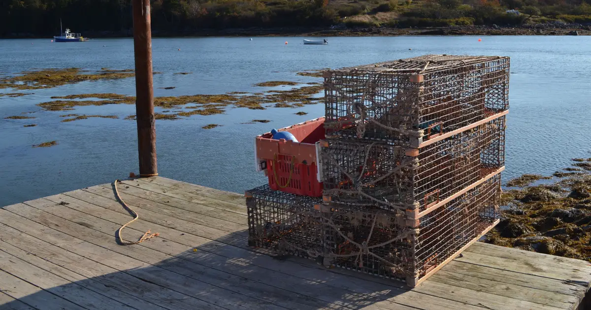Looking back to forecast the future of lobster