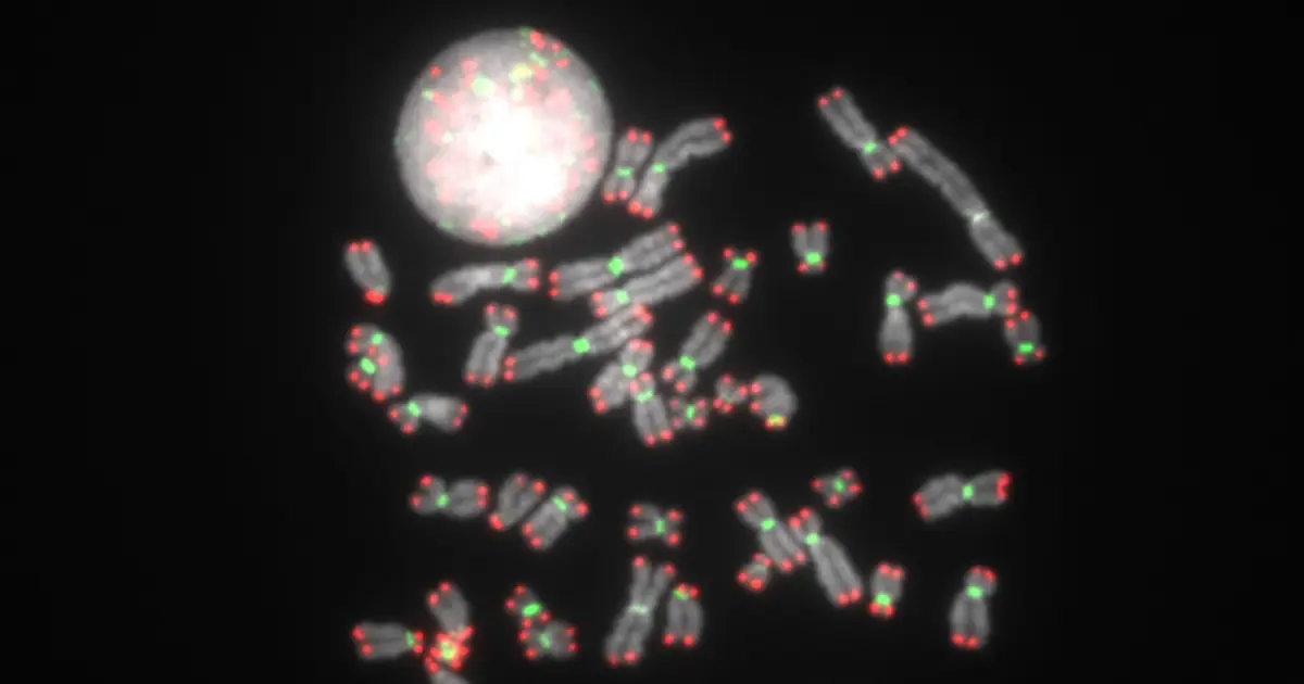 Loss of DNA protector gene exposes vulnerabilities in cancerous cells
