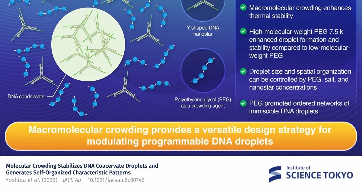 Macromolecular crowding could help build artificial cell systems