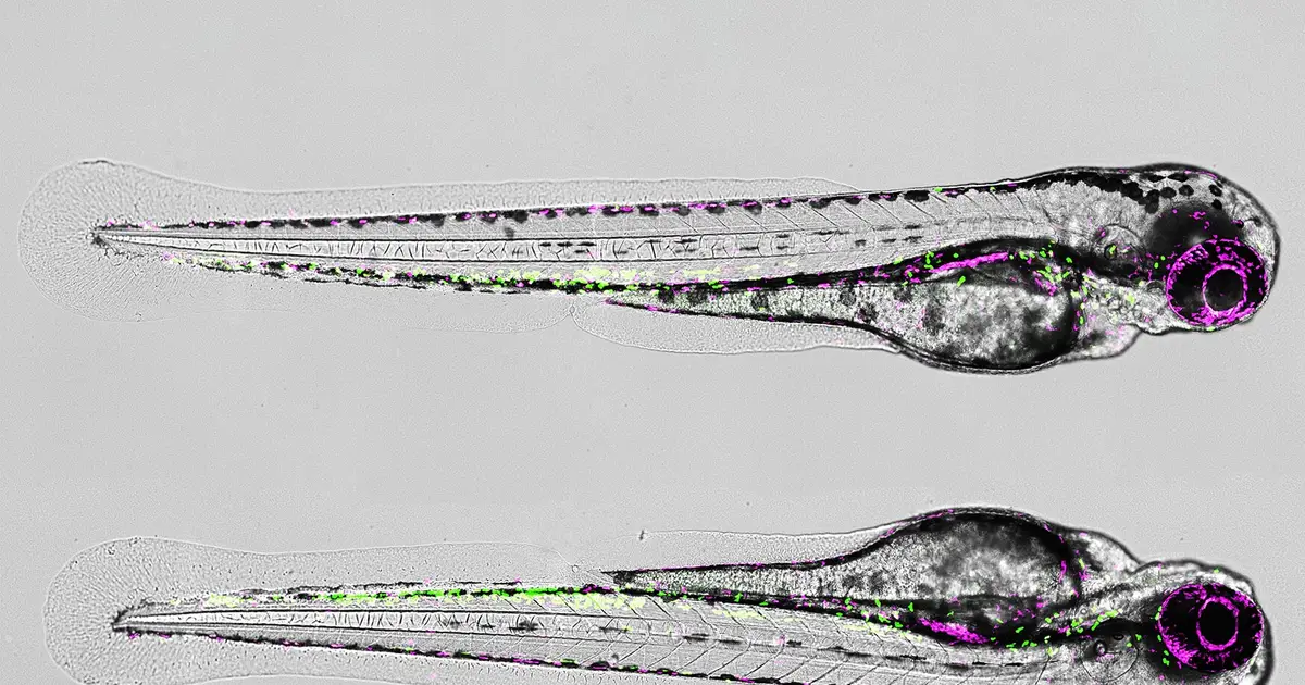 Maestros of healing: How 'good' immune cells help regenerate spinal cord injuries