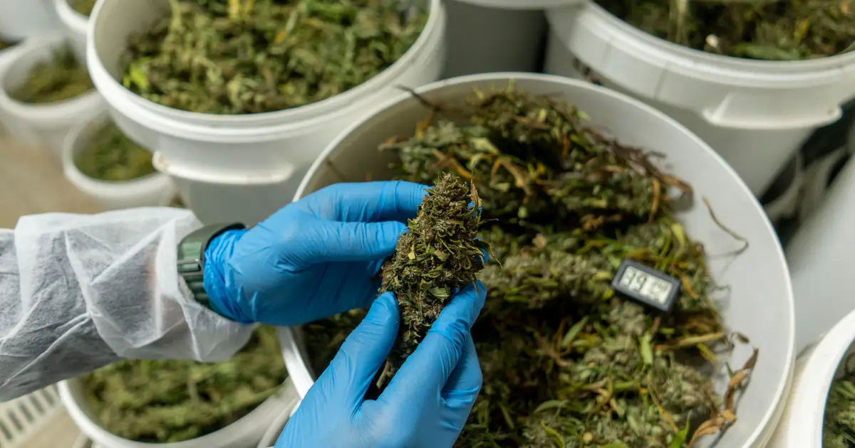 Making scents of cannabis: How cannabis cultivar and preparation methods influence aroma