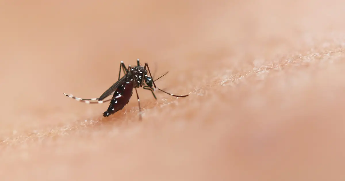 Fast-spreading malaria parasite mutations in Uganda may weaken Africa's most widely used malaria therapy