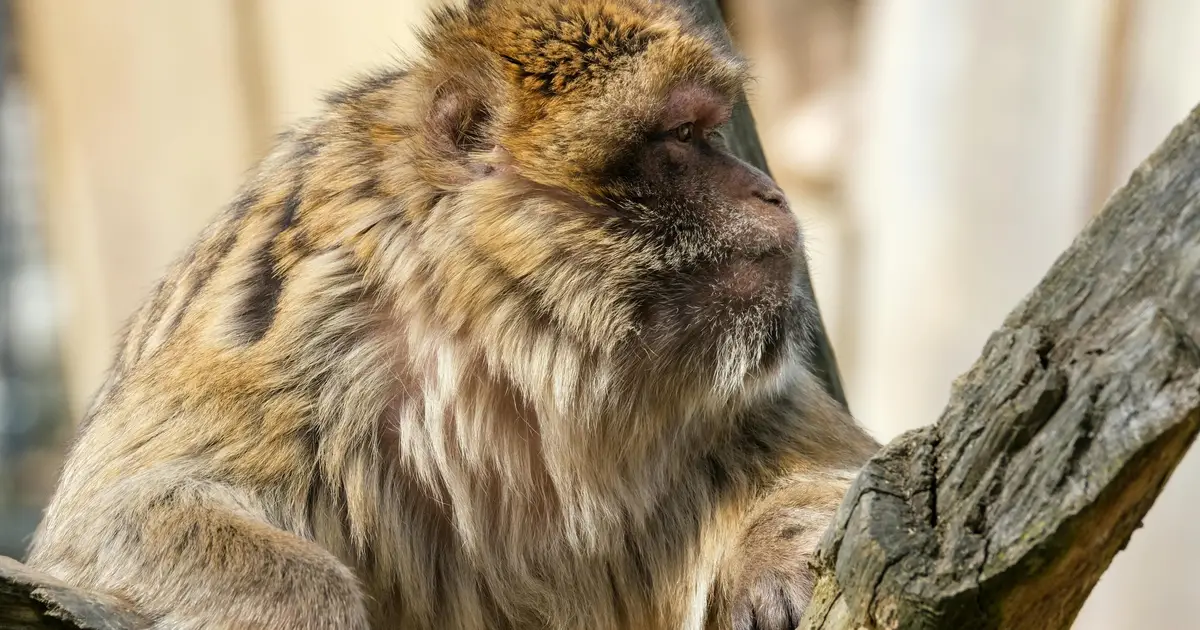 Rivalry with neighboring groups may be a key driver of male size in primates