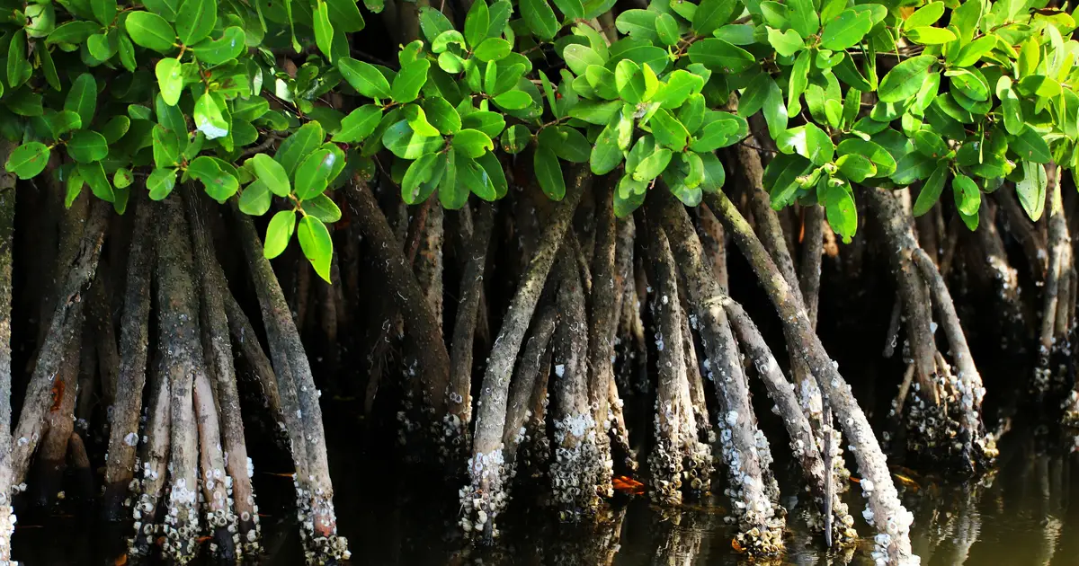Good news for our coasts and climate: Mangrove forests are bouncing back