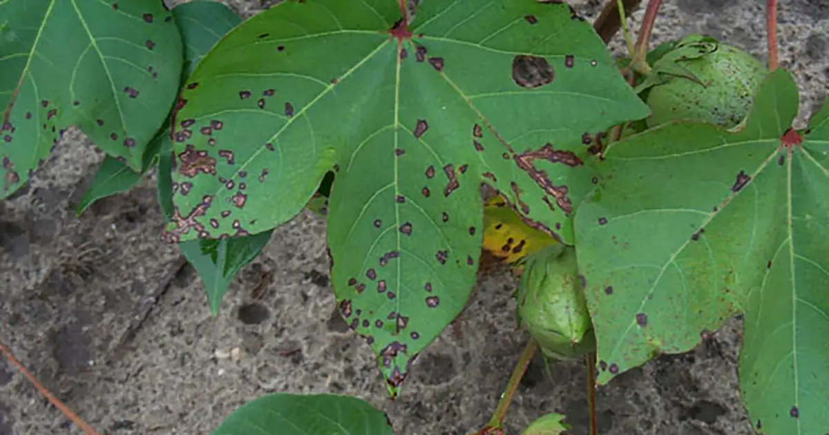 Mapping cotton bacterial blight resistance