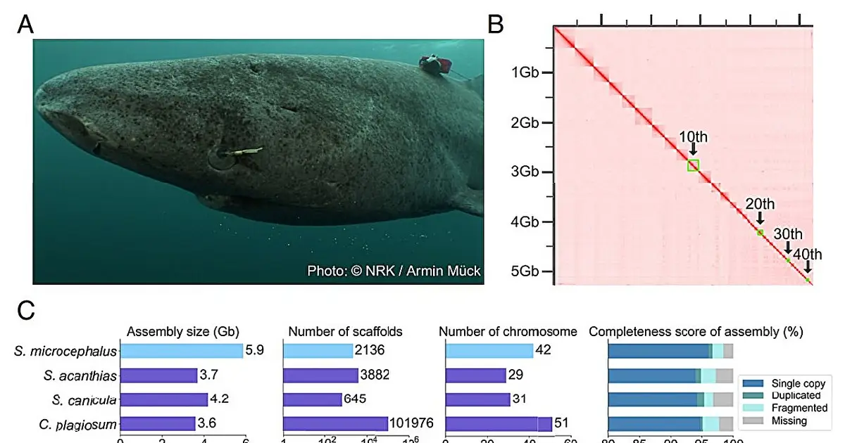Greenland shark genome reveals clues to 400-year lifespan