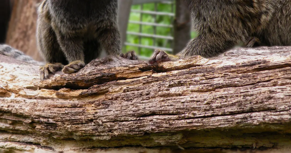 Marmoset monkeys adapt their voices to sound more like their social partners, study finds