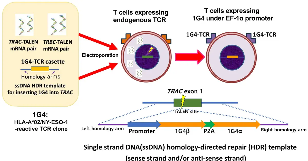 Platinum TALEN enables mass production of engineered cancer-fighting T cells