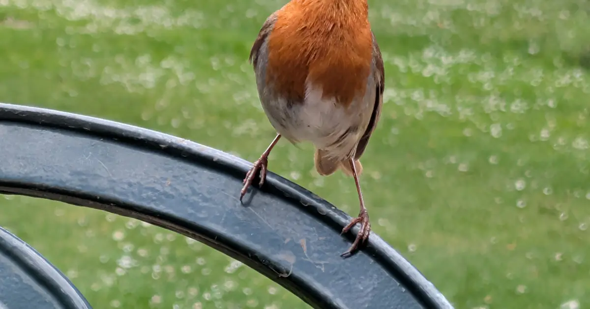 Mathematical model shows how birds create a synchronized dawn chorus