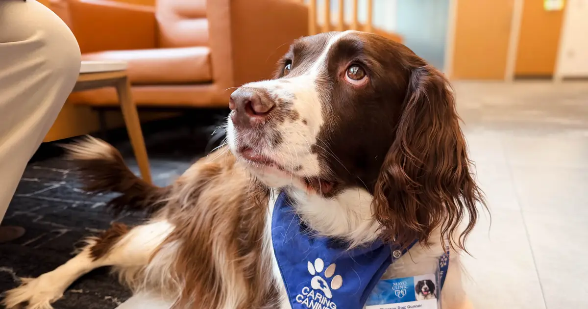Study highlights benefits of animal-assisted treatment in stroke rehabilitation