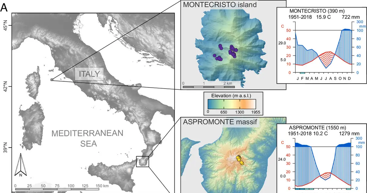 Medieval pandemic left a hidden legacy in Europe's oldest trees