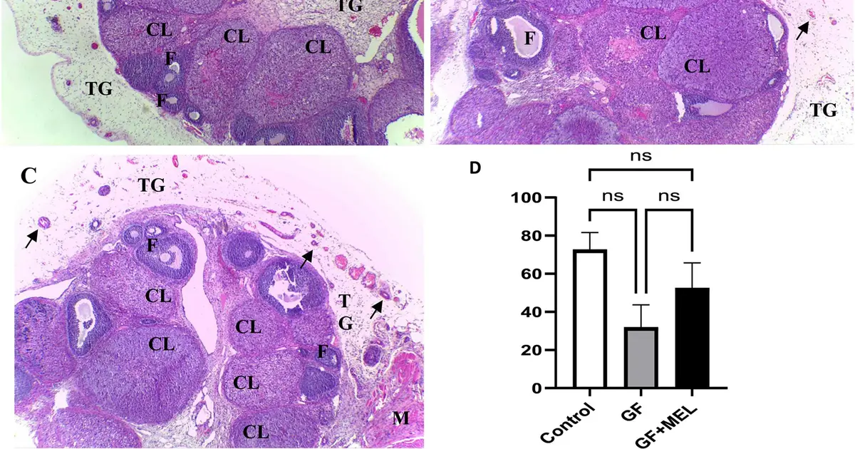 How melatonin could improve fertility-preserving ovarian transplants after cancer treatment