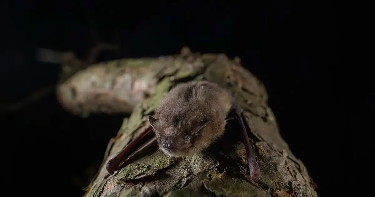 Long-distance bat migration runs on fatty acids, challenging limits of mammal metabolism