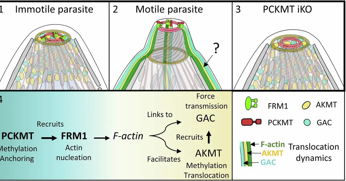 How methylation sets a parasite in motion to invade host cells