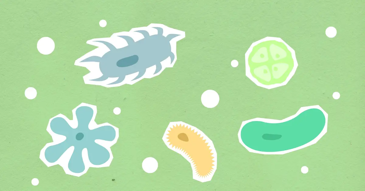 Greater nutrient variety can counterintuitively shrink microbial diversity, experiments reveal