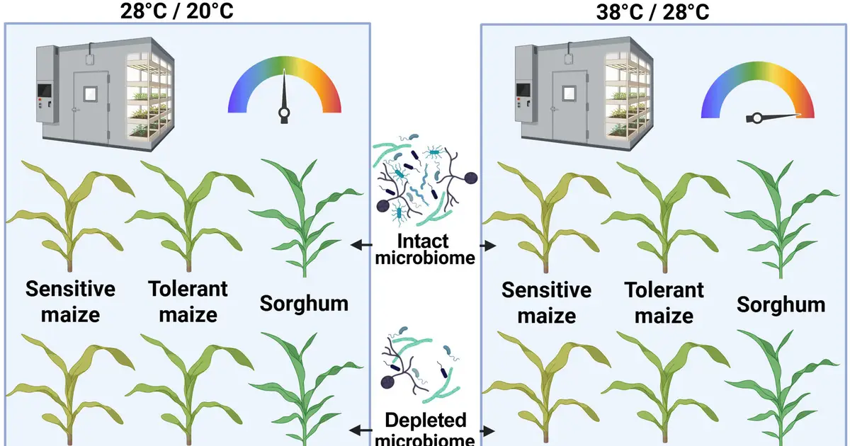 Microbial partners may help maize and sorghum respond to higher temperatures