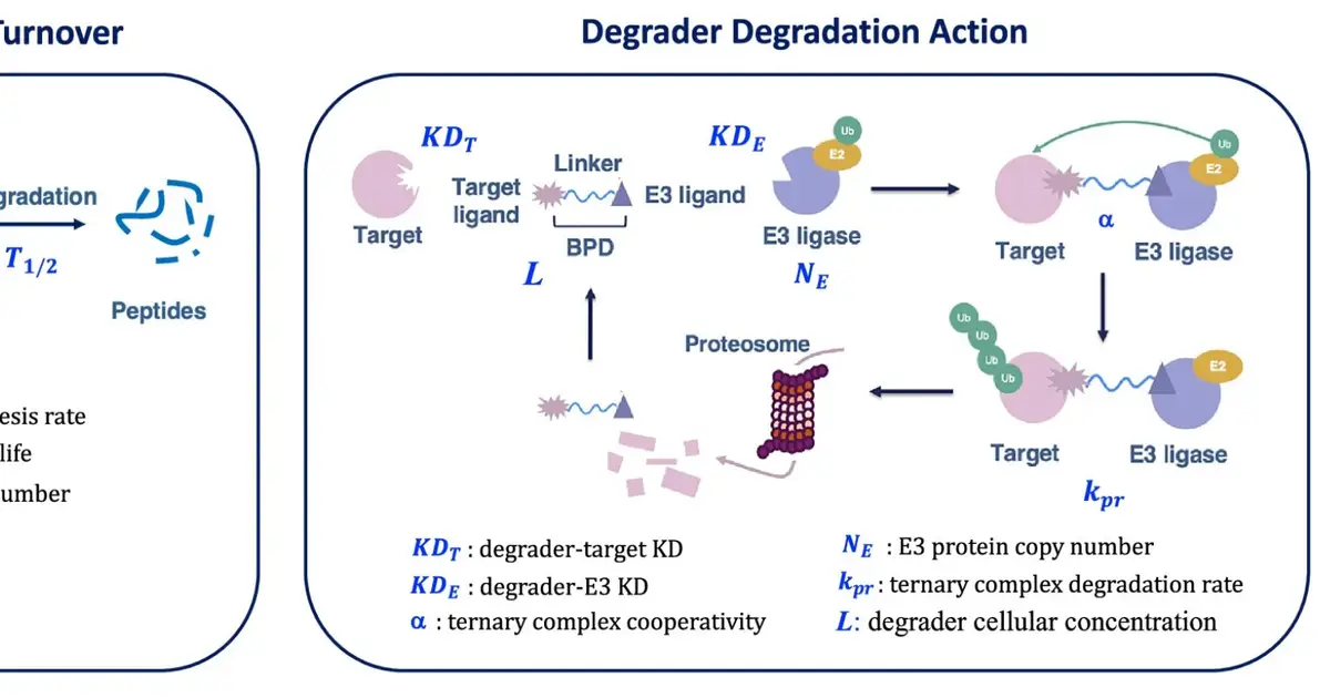 Virtual cell model could accelerate protein-degrader therapy design