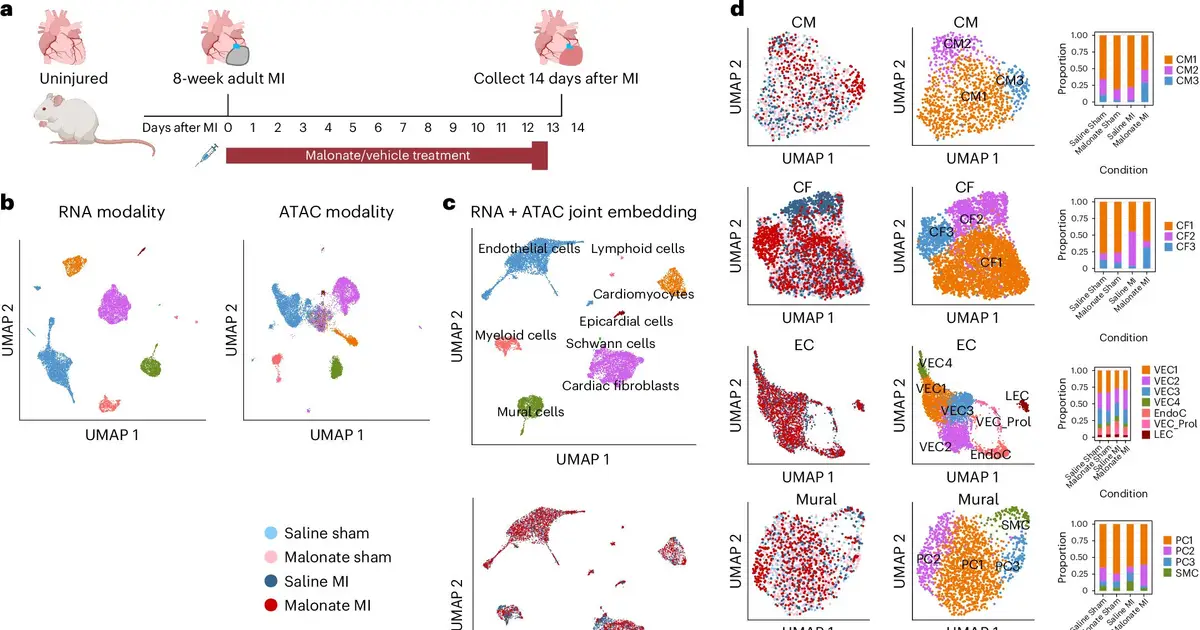 Modifying heart cell metabolism unlocks self-repair system after heart attack