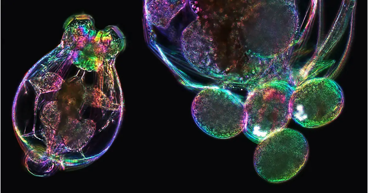 Molecular memory: How a mother's age echoes in her offspring's cells