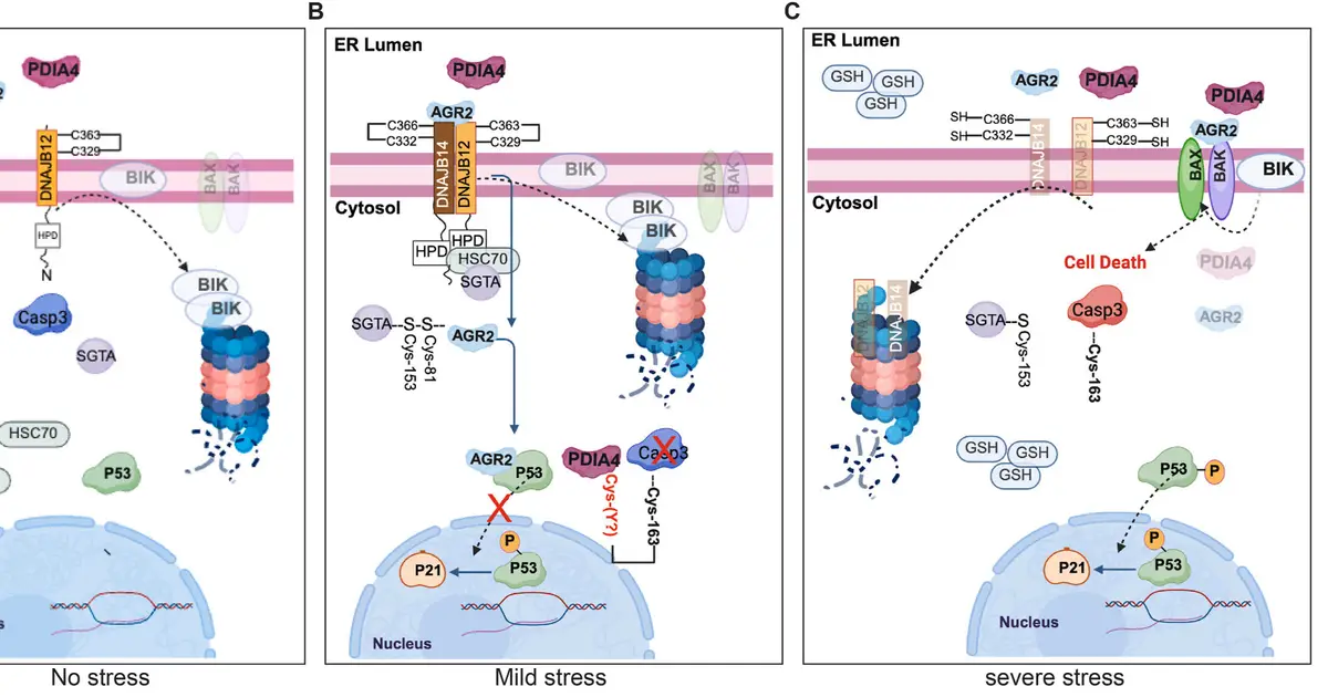 Molecular 'self-destruct' switch discovered: How stressed cells decide between survival and death